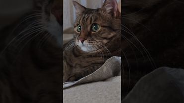 Добрый день 😺😉🤗🤣 #cat #кот #юмор #котушка #приколы #цитаты