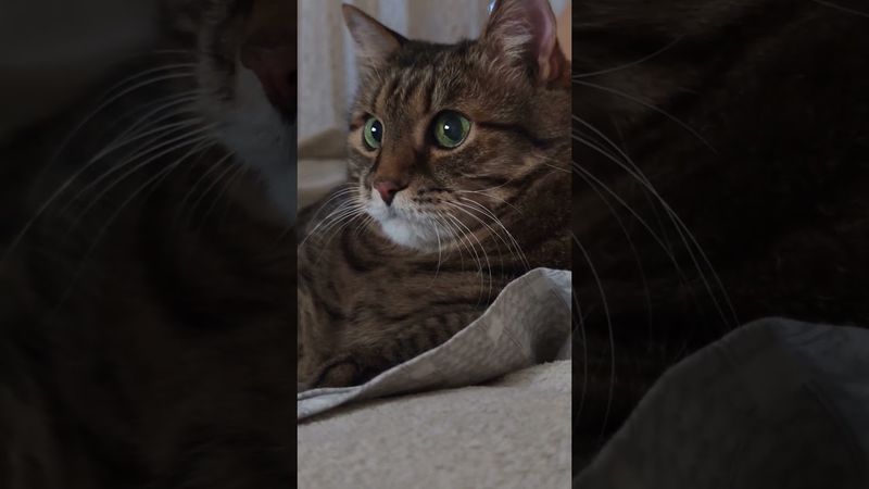 Добрый день 😺😉🤗🤣 #cat #кот #юмор #котушка #приколы #цитаты