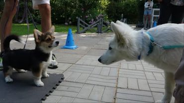 ДТ - 419. Щенки на базовом курсе: коррекция, объяснения, новые задания.