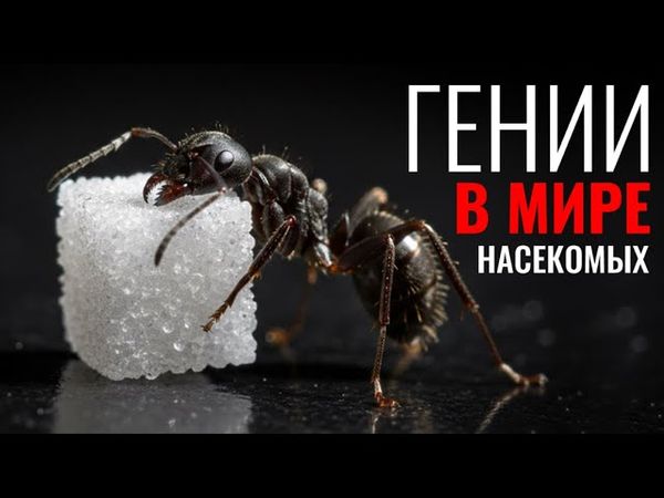 Почему муравьи - Гении среди насекомых?
