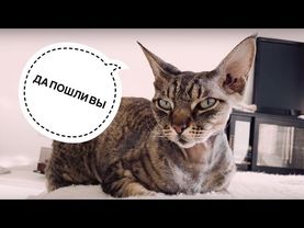 Влог: У НАТАШИ СМЕШНОЙ КОТ