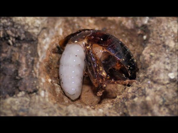 ПРО МИР НАСЕКОМЫХ, НАПОМИНАЮЩИХ ПРО МИР ЛЮДЕЙ! Насекомые - гении стратегии.Фильмы для всей семьи