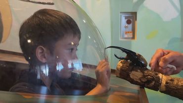 Жуки, сверчки и цикады: детей знакомят с насекомыми на выставке в Токио