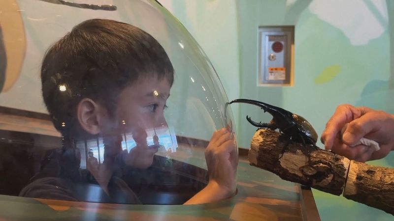 Жуки, сверчки и цикады: детей знакомят с насекомыми на выставке в Токио