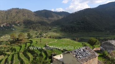 Terraced fields at Kausani Village & Baijnath Temple in Bageshwar Uttarakhand, Jacarandas all alight