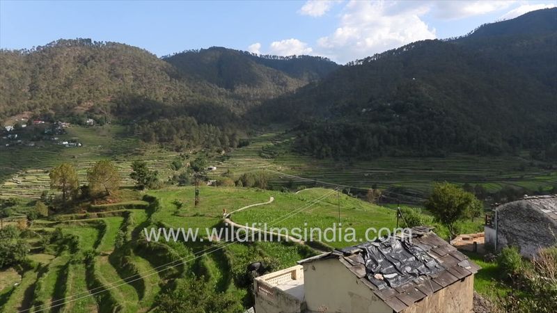 Terraced fields at Kausani Village & Baijnath Temple in Bageshwar Uttarakhand, Jacarandas all alight