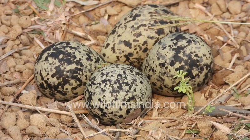 Camouflaged speckled eggs of Red-wattled Lapwing bird laid in the open in the New Delhi summer heat