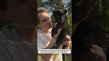 Rescuing a black panther cub #lovestory #animals #wildliferescue #cute #blackpanther #rescue #love