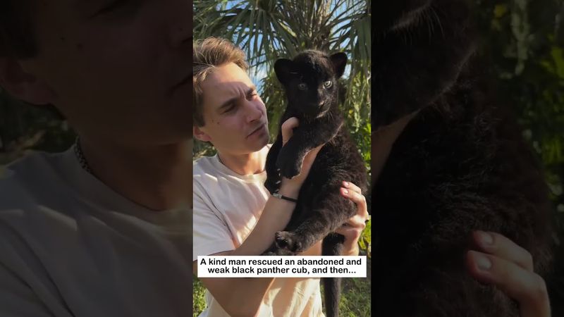 Rescuing a black panther cub #lovestory #animals #wildliferescue #cute #blackpanther #rescue #love