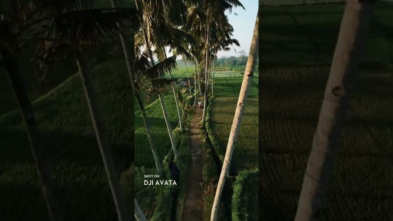 Mini 4 Pro vs DJI Avata, which shot looks better? 🍃  @man.fromearth