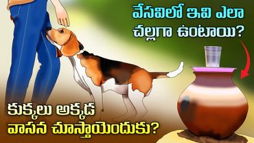Interesting Facts in Telugu | Why Dogs Smell Your Crotch | How water is cold in pot | Telugu Facts