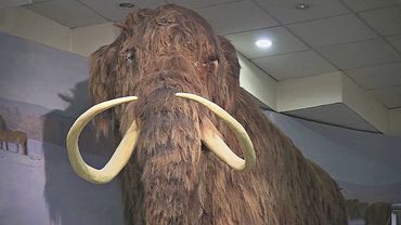 «Мамонтовая лазейка»: как древние кости прикрывают незаконный рынок