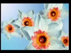 Заставки рекламы Первого канала (8.03.2013/2014)