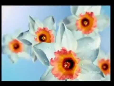 Заставки рекламы Первого канала (8.03.2013/2014)