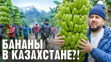 Как выращивают БАНАНЫ в Казахстане. Бизнес на бананах. Тепличный бизнес