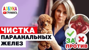 Как почистить параанальные железы и надо ЛИ?!