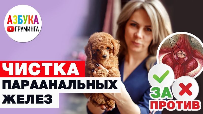 Как почистить параанальные железы и надо ЛИ?!