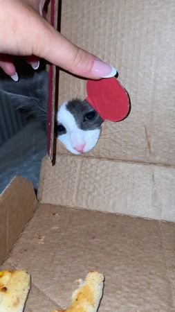 Can’t even eat in peace😫😂#kitten #dominos #catmom #greedy 