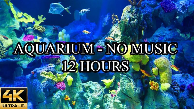 AQUARIUM 4K Coral Reef 4K Aquarium No Music No Ads - 12 Hours | Meditation | Relaxation | Sleeping