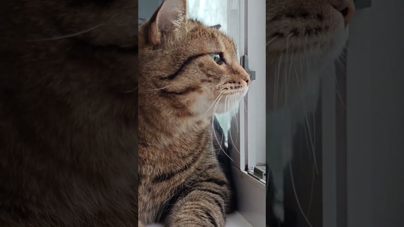 Всё хорошо 👍🤗😻❤ #cat #кот #юмор #котушка #приколы #цитаты