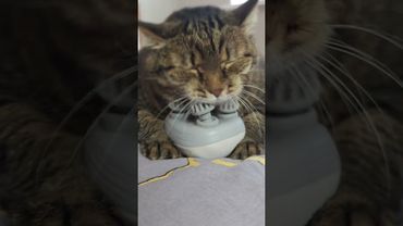 Вот это любовь 😻😍🤩❤ #cat #юмор #приколы #веселыекоты #music #song #oldies #котушка