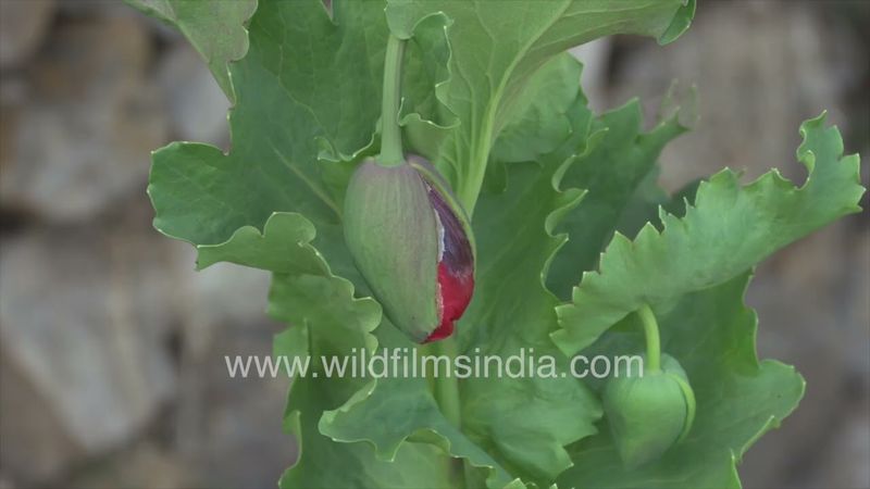 Doubel red poppy plants in budding mode: Papaver Orientale flower buds in Himalayan spring time