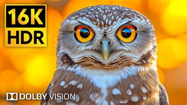 Breathtaking Animals & Wildlife 16K HDR 240 fps Dolby Vision
