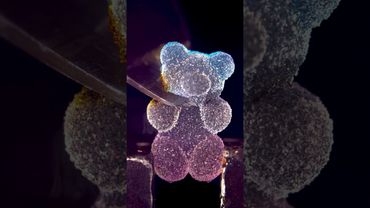 Gummy Bear & Hot Knife