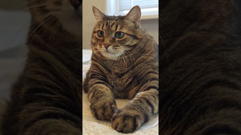 Не бойся 🤔🙀🤗😻 #cat #кот #motivation #котушка #цитаты