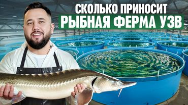 Как выращивают рыбу в УЗВ? Рыбный бизнес. Осетровая ферма УЗВ