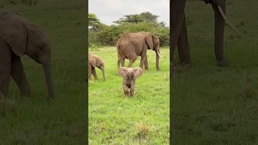 A mischievous baby elephant,just like a human kid😂#shortvideo #cute #animals #funny