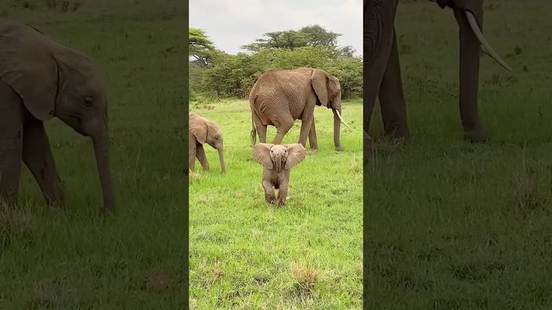 A mischievous baby elephant,just like a human kid😂#shortvideo #cute #animals #funny