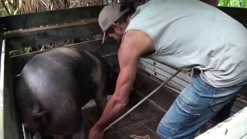 matando o porco trocão pra consumo 02