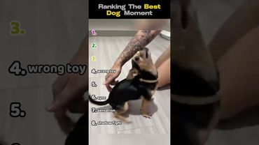 Best Dog moments try not to laugh.