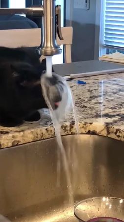 Cat Funny Drinking Water 🤣🐱#pets #cat #cats #catsoftiktok #funnyvideo...
