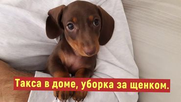 Такса в доме, уборка за щенком.