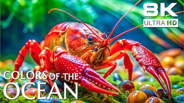 Sea Life 8K – Nature’s Beauty Beneath the Surface