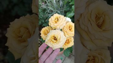 Роза Пайн Дрим