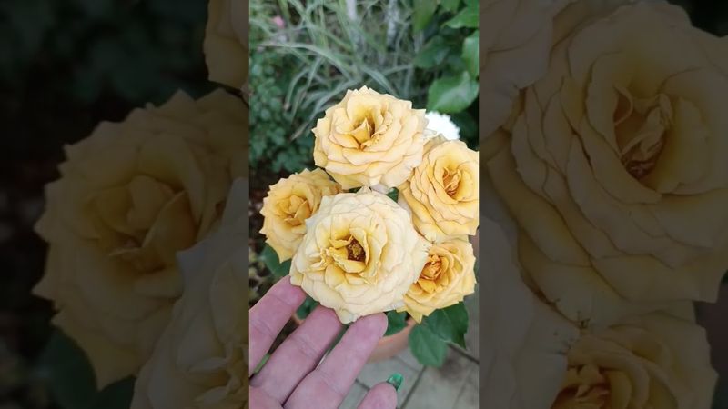 Роза Пайн Дрим