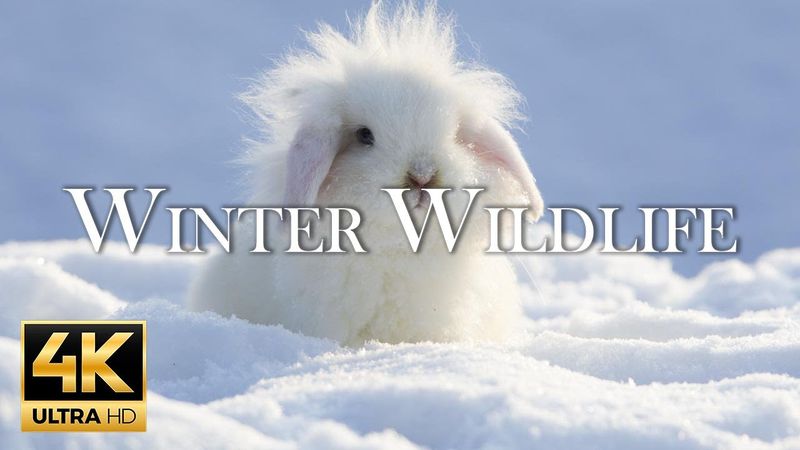 ❄ Bela música relaxante, música instrumental pacífica, "Animals In Winter Wonderland" ❄