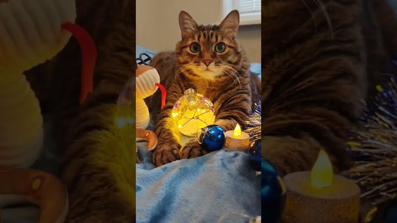 Скользкая 🙀😉🤗🤣 #cat #кот #юмор #котушка #приколы #видосыоткота #цитаты