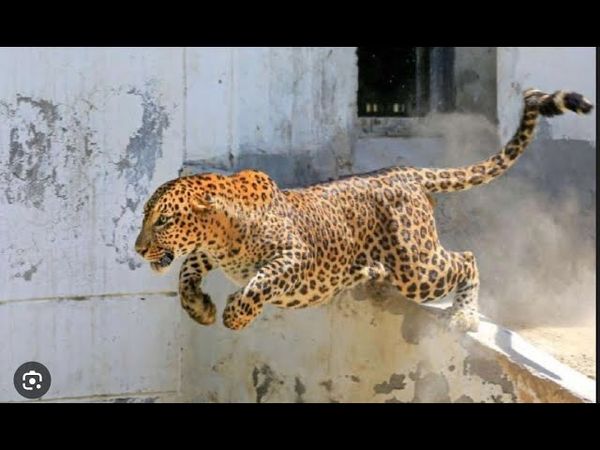 नेपाल की राजधानी में घर में घुसा तेंदुआ, मची अफरा-तफरी...