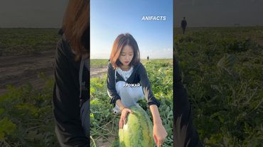 Секрет огромных арбузов в Китае. Это не удобрения. #инновации #сельскоехозяйство #китай #бизнесидеи