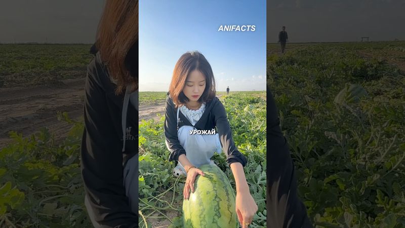 Секрет огромных арбузов в Китае. Это не удобрения. #инновации #сельскоехозяйство #китай #бизнесидеи