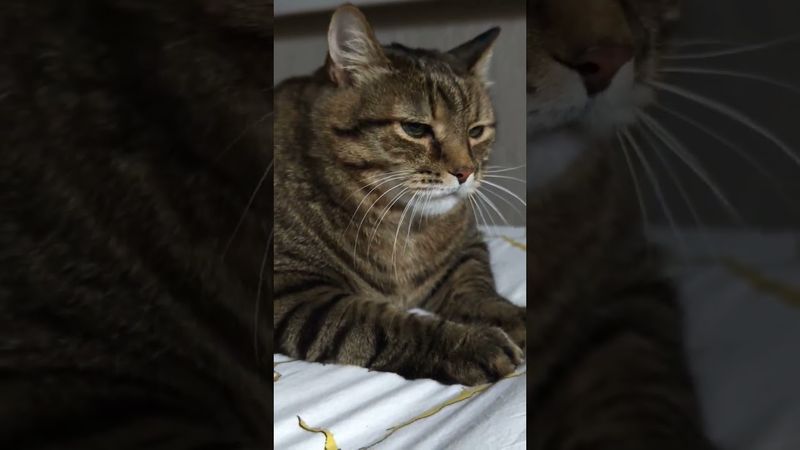 Пессимист 😉😺🤔🤣 #cat #кот #юмор #котушка #приколы #популярное #позитив #цитаты