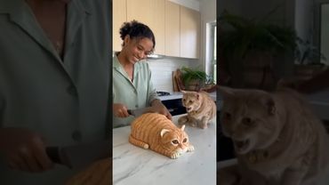 She Cuts a Cat Cake — and the Real Cat Freaks Out! | ‘Calma, é só bolo!