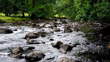 4k River Stream Flowing Through Forest | Soothing Water Sounds | Gentle Stream Sounds for Sleep.