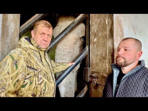 ЖИВИ, Джени, ЖИВИ! Анализы любимой слонихи совсем не утешительные! Джени ничего не ест и не пьет!