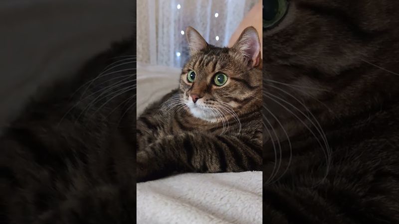 Расходимся 🙀😳😉🤣 #cat #кот #юмор #котушка #приколы #цитаты