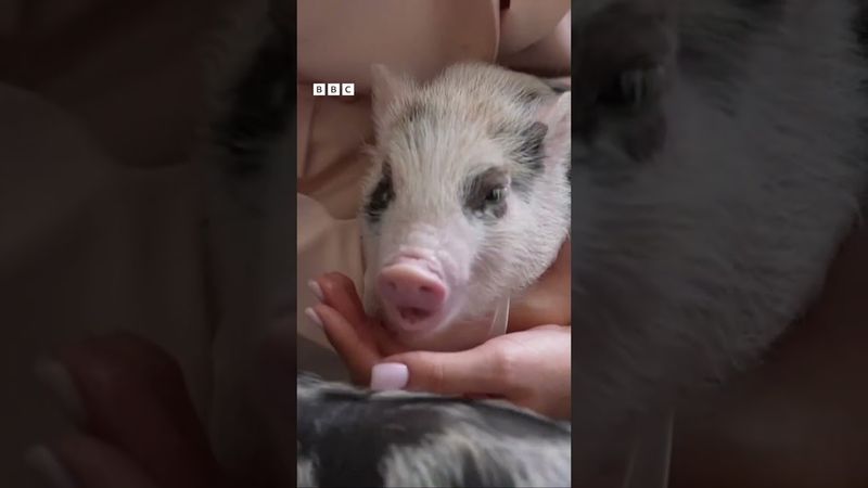 У Києві відкрили кавʼярню з поросятами #shorts